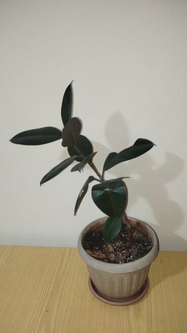 куплю саженцы роз: Фикус эластика (rubber plant) в горшке - Домашнее декоративное