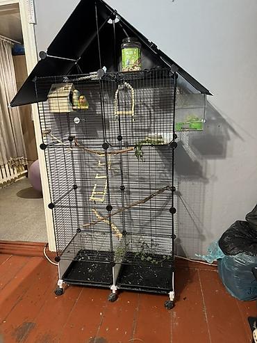 🦜 Пара неразлучников + большая полностью оборудованная клетка Продаём