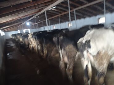 Коровы, быки: Продаю | Корова (самка) | Полукровка | Для разведения, Для молока — 3