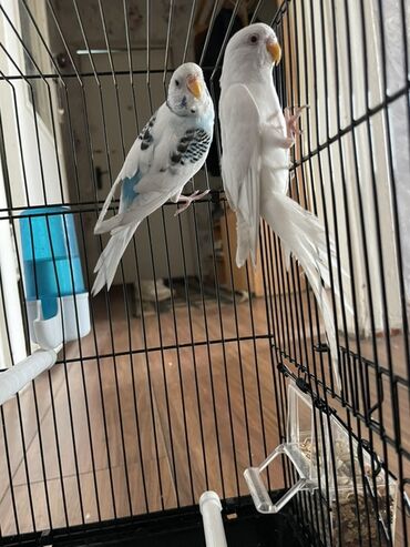 животные на р: Пара волнистых попугаев в комплекте с клеткой и аксессуарами