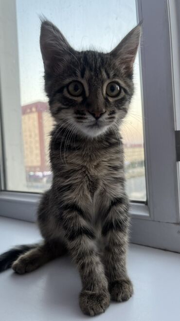 наполнитель для кошек: Кошка даром: Беспородная, Мальчик