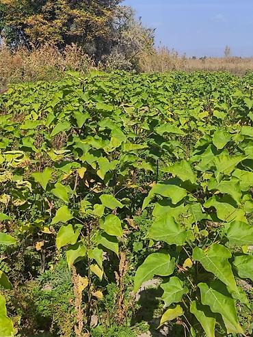 Клён: Продаю разное декоративный дерево .(Viburnum opulus) – для живых — 18