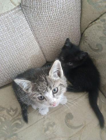 котята на продажу: Кошка даром: Беспородная, 1 месяц, Девочка, Приучена к лотку — 1