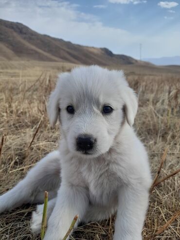 Продажа собак: Боксёр, 1 месяц, Самка, С прививкой