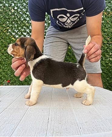 Psi: ŠTENCI BIGLA – The Lovely Dogs Pogledajte vrhunski kvalitet naših — 3
