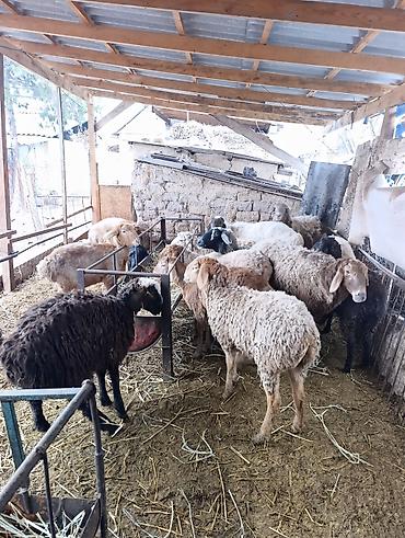 Баран, овца: Продаю | Овца (самка) | Для разведения | Матка — 4