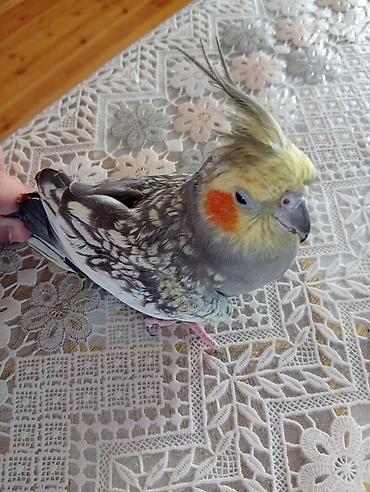 Tutuquşları: Satılır! 🐦 5 ədəd sağlam Korella quşu (3 dişi, 2 erkək) və əlavə — 14