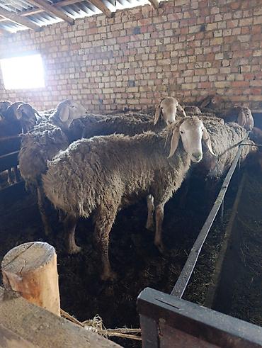 Баран, овца: Продаю | Баран (самец) | Арашан | Для разведения | Племенные — 1