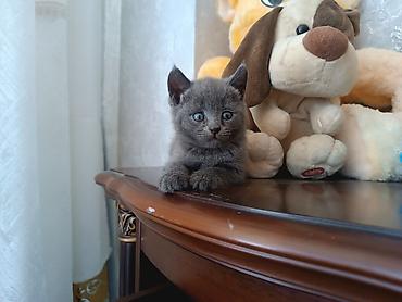 золотая шиншилла цена: Самка, В добрые руки, Самовывоз — 1