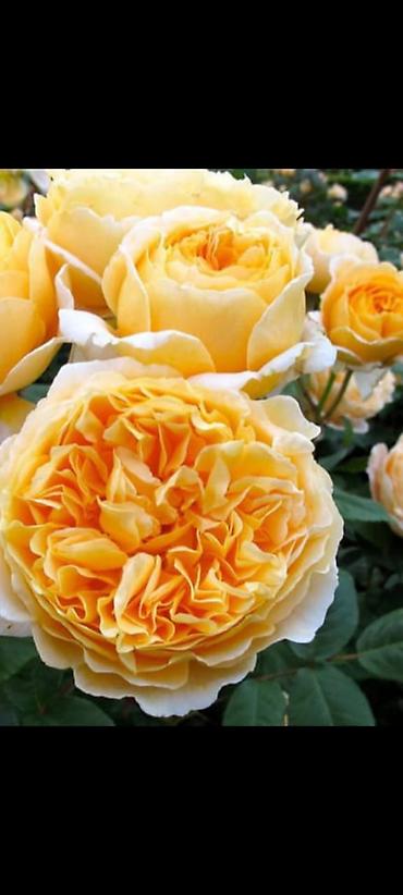 Роза: Саженцы — 1