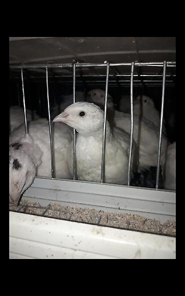 купить кролик: Продаю инкубационное яйцо перепелов 🐣 Техас в приоритете и немного — 5