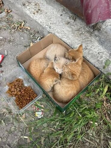 котята белые: Кошка даром: Беспородная, 3 месяца, Девочка