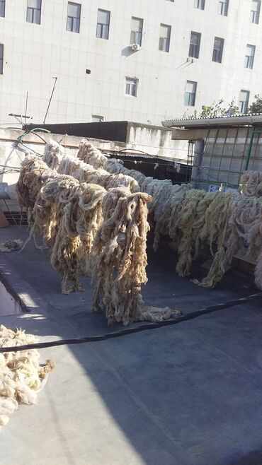 Yun: Yun satişi satışda yuyulmuş şamaxı yunu var qiymətlər keyfiyyətə — 24