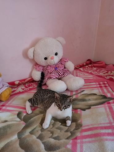 Tabbi, Erkək, Yaxşı əllərə, Ünvandan götürmə