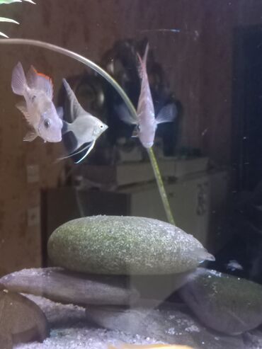 Balıqlar: Cixlid balığı, Sülhsevər — 6