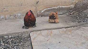 Птицы: Парселян кохинхин карлик 1+1 сатылат — 8