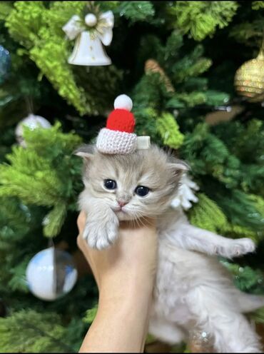 Pişiklər: Şotland yastı qulaq — 7