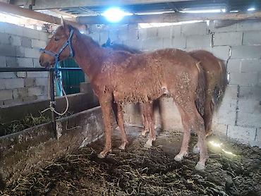 Лошади, кони: Продаю | Жеребенок — 1