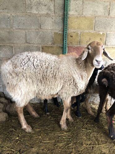 коза дойная: Сатам | Ургаачы кой (ургаачы) | Көбөйтүү үчүн
