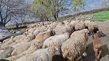 Qoyunlar, qoçlar: Satış: Qoyun sürüsü 0509813022 - Növ: Qoyun (ana qoyunlar üstünlük — 9