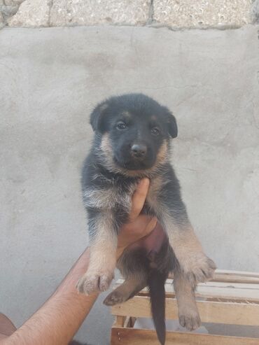 İtlər: Alman çoban iti, 1 ay, Erkek, Ödənişli çatdırılma — 4