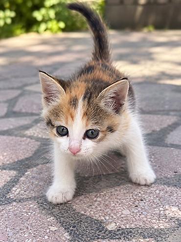 секс собаки с девушкой: Кошка даром: Беспородная, 2 месяца, Девочка, Приучена к лотку — 3