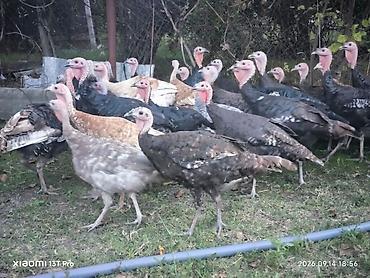 korella quşu acıq sarı 45 azn: Hinduşka. 29 ədəd. içində 5 dənəsi sarı sort, 2 dənəsi kül rəngi — 2