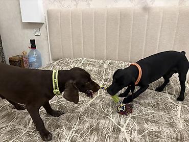 Başqa xidmətlər: Cocker spaniel Cütləşməyə dişi axtarırıq Unvan binə qəsəbəsi. Alex — 9