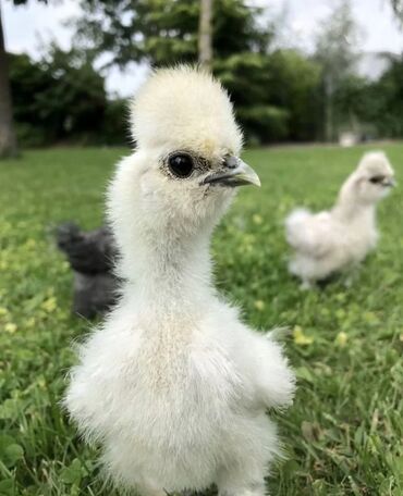 китайский шелковый куры: Продаю подрощенных цыплят! Китайский шелк! Чёрное мясо! Декоративная