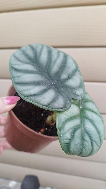 Филодендроны: Монстера Monstera 'Aurea Neon' / 'Lemon Lime'). Монстера Бульвазавр и — 19