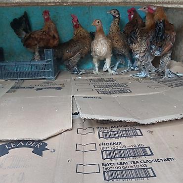 serebrist cücə satışı: 7 dənə yaponka satılır 4 fere 3 xoruz tam saglamdilar fereler — 1