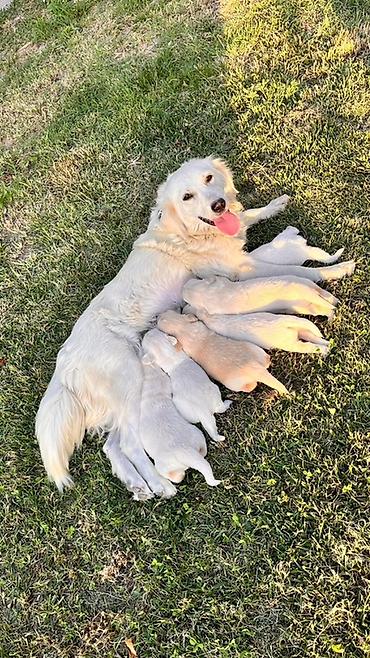 avçarka bala: Retriever — 2