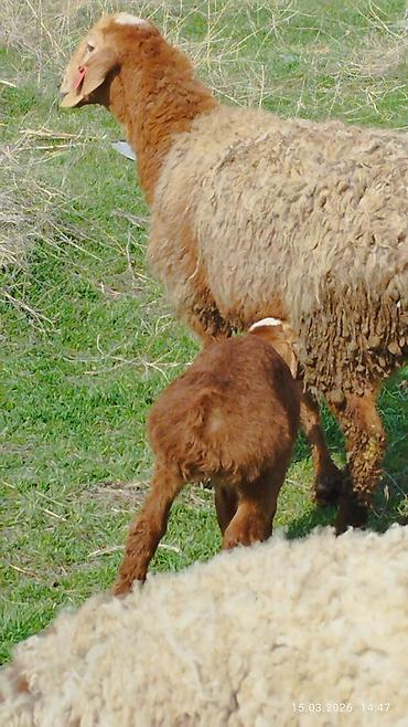 Баран, овца: Продаю | Овца (самка) | Для разведения | Племенные — 7