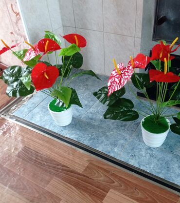 живые растения: Два искусственных цветка антуриума в белых горшках. Цветы имеют яркие