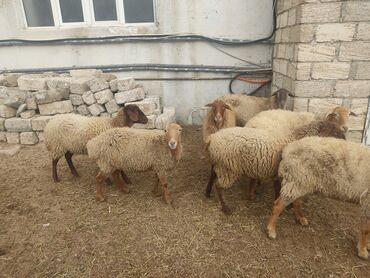 Qoyunlar, qoçlar: Dişi, il: 1 — 3