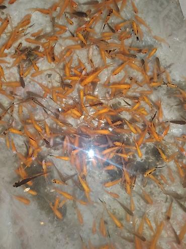 oranda: Qızıl balıq, Sülhsevər, Ünvandan götürmə — 9