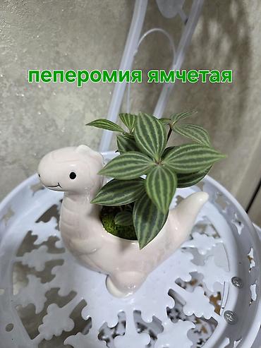 Драцены и Сансевиерии: Сансевиерия (сансевьера, «щучий хвост») в декоративных кашпо. - — 24