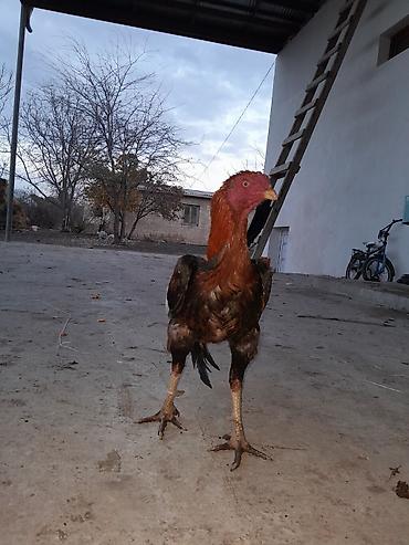 brahma gold: Satilir ünvan Gəncə Əlaqə nömrəsi — 6