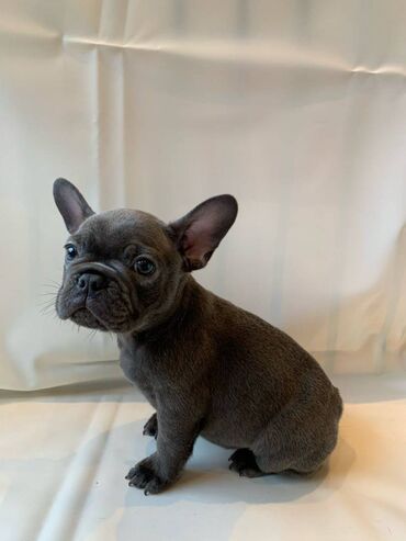 Beautiful French bulldog Puppies available for free adoption male