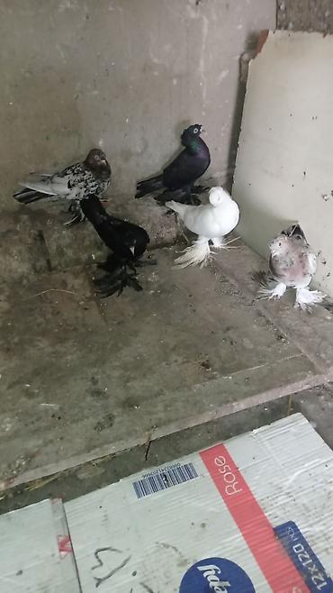 tovuz quşu satışı: Göyərçin kolleksiyası – lələkli ayaqlı dekorativ cinslər 5 eder iri — 3