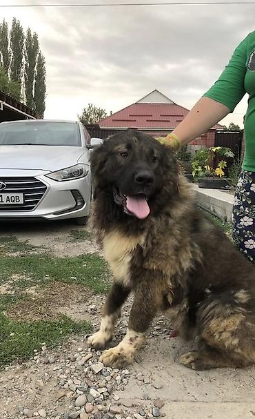 Үй жаныбарлары: СРОЧНО! Продаётся кавказская овчарка, кобель, 5 лет. Есть родословная — 3