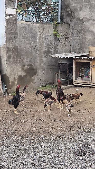 heyvanlar və balalari: Toyuq, Damazlıq — 1