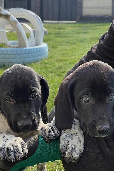 Продажа собак: Продаются щенки курцхаара. Дата рождения: 12 января 2026 г. Порода — 9