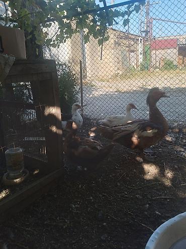 i̇mişli yemi: Muscovy (indi ördəyi) balaları satılır. - Cins: Muscovy/indi ördək - — 4