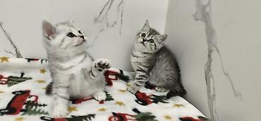 Продажа кошек: Продаются шотландские котята. Две девочки. Дата рождения 26/01/2026 — 5