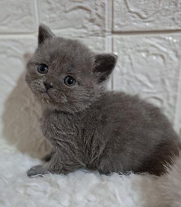 Продажа кошек: Продаётся шотландская девочка,скоттиш-страйт,возраст 1,5 — 11