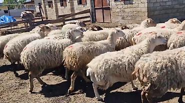 qoyun qiymətləri 2025: Dişi, il: 1, Damazlıq, Pulsuz çatdırılma — 9