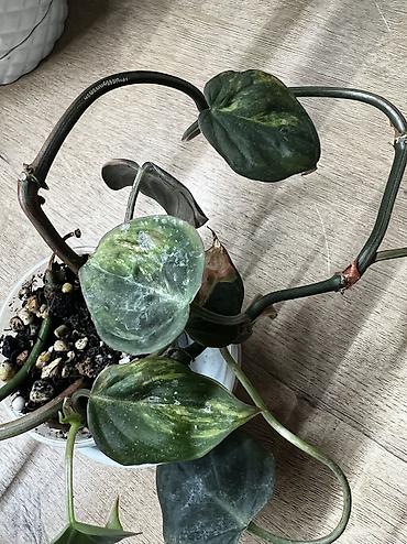 Хойи: Фитолампа 600сом 15 ватт длина 0,9м. Фитильный горшок новые обьем 0,5 — 9