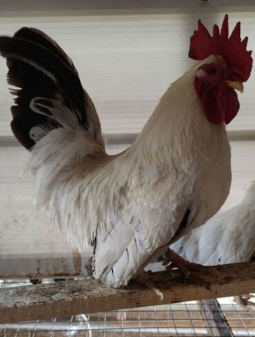 Куры, петухи: Продаю | Куры, Петух — 4