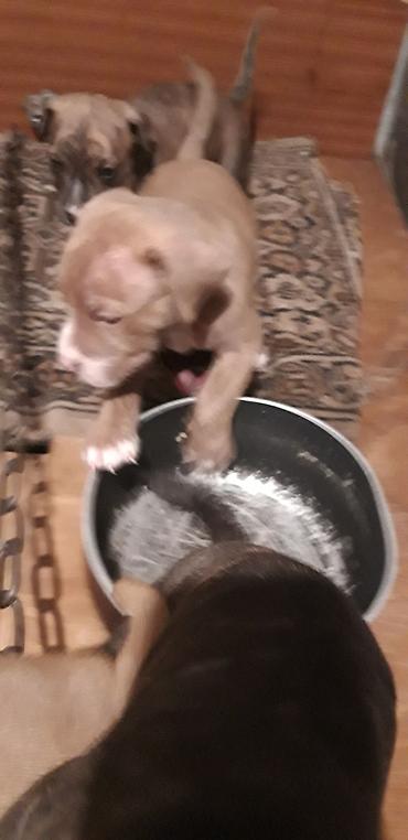 İtlər: Pitbul — 1
